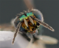 Chrysocharis