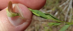 Aspalathus alpestris