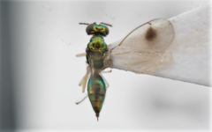 Chrysocharis