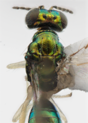 Chrysocharis