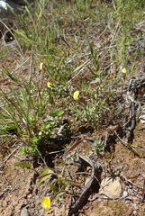 Aspalathus alpestris
