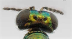 Chrysocharis