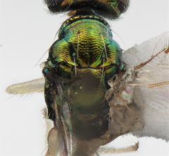 Chrysocharis