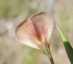Aspalathus alpestris