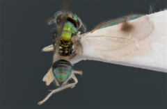 Chrysocharis
