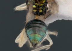 Chrysocharis