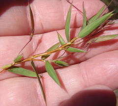 Aspalathus alpestris