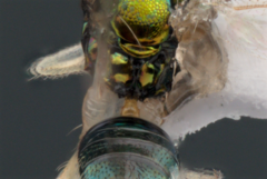 Chrysocharis
