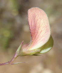Aspalathus alpestris