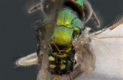 Chrysocharis