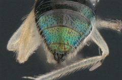Chrysocharis