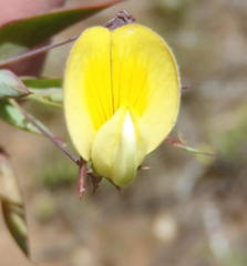 Aspalathus alpestris