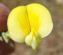Aspalathus alpestris