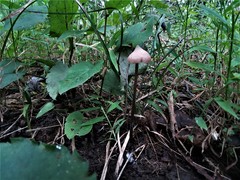 Entoloma conicum