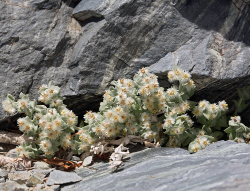 Telescope Peak Bedstraw (Galium hypotrichium)