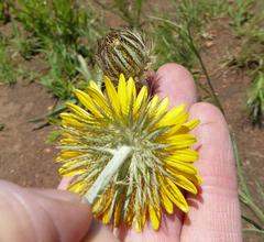 Berkheya zeyheri zeyheri