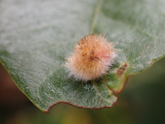 Disholandricus lasius