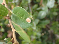 Disholandricus lasius