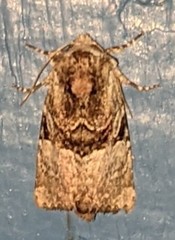 Meropleon diversicolor