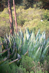 Agave atrovirens