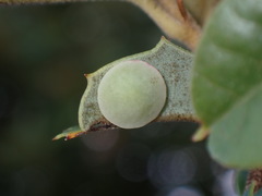 Paracraspis guadaloupensis