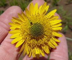 Berkheya zeyheri zeyheri