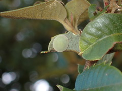 Paracraspis guadaloupensis