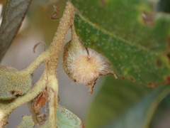 Disholandricus lasius