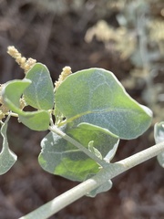 Atriplex torreyi