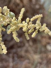 Atriplex torreyi