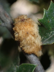 Heteroecus melanoderma