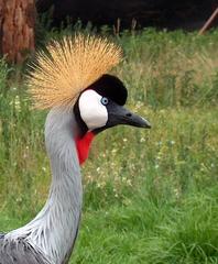 Balearica regulorum regulorum