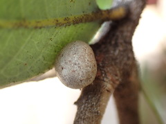 Kermesidae