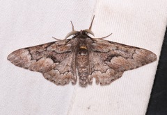 Phaeoura mexicanaria