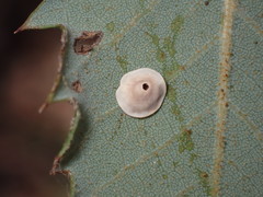 Paracraspis guadaloupensis