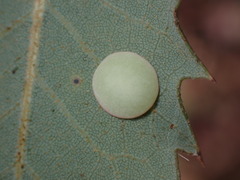 Paracraspis guadaloupensis