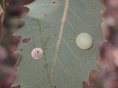 Paracraspis guadaloupensis