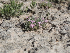 Houstonia rubra