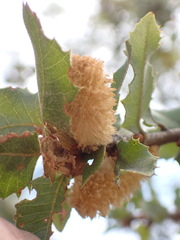 Heteroecus melanoderma