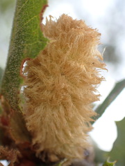 Heteroecus melanoderma