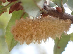 Heteroecus melanoderma