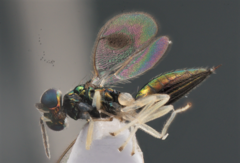 Chrysocharis