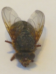 Calliphora augur