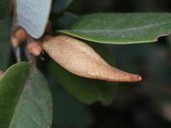 Heteroecus pacificus