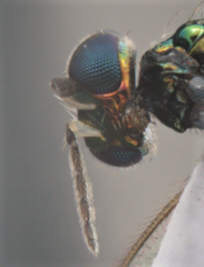 Chrysocharis
