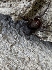 Gnaphosidae