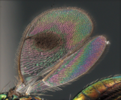 Chrysocharis
