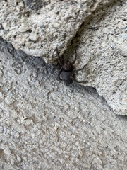 Gnaphosidae