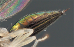 Chrysocharis