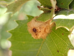 Heteroecus melanoderma